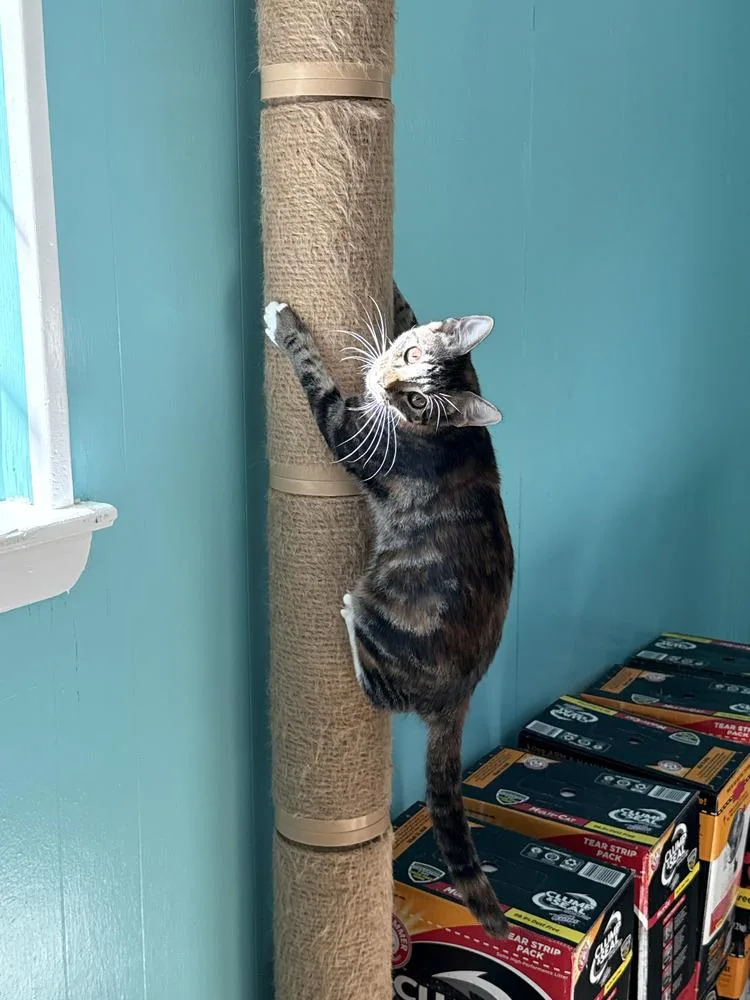 Nutmeg thumbnail 3