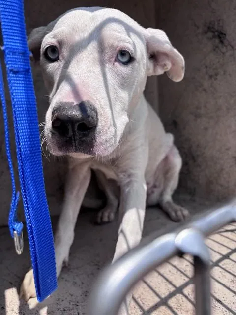 An adult large-sized female Catahoula Leopard Dog dog named Delilah for adoption in Oklahoma City, OK