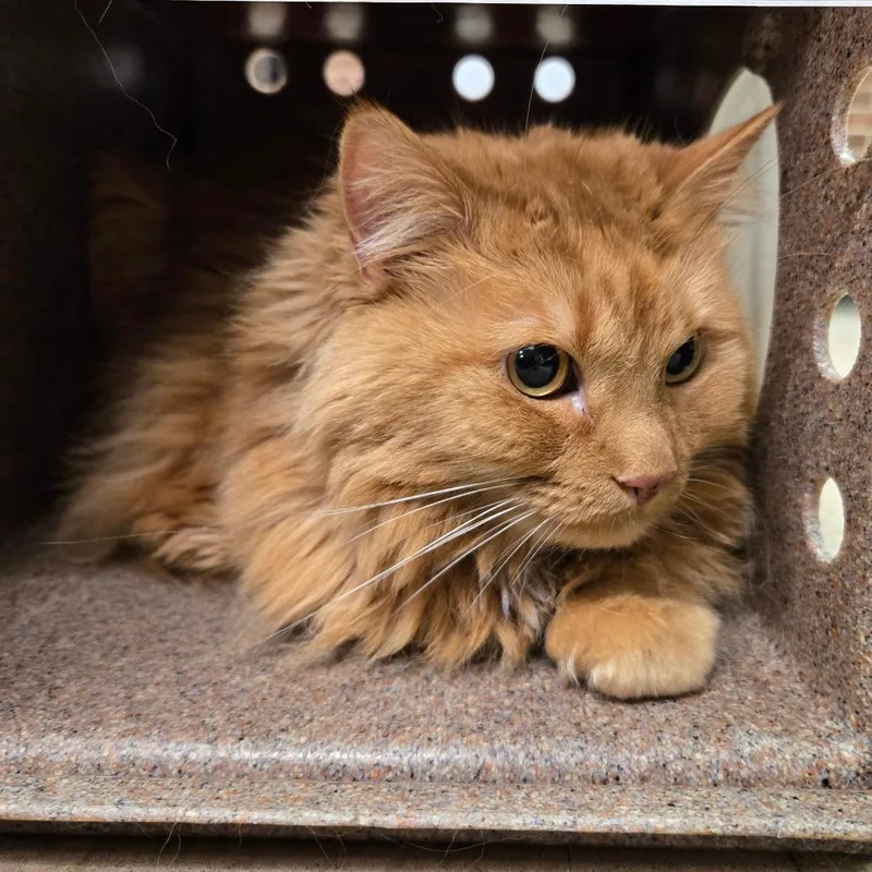 An adult large-sized female Orange / Red Domestic Medium Hair cat named Chichu for adoption in Birmingham, AL
