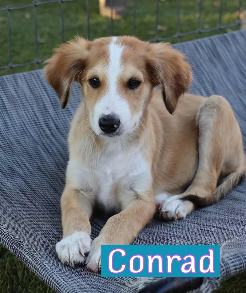 A baby medium-sized male Anatolian Shepherd dog named Conrad for adoption in Keller, TX
