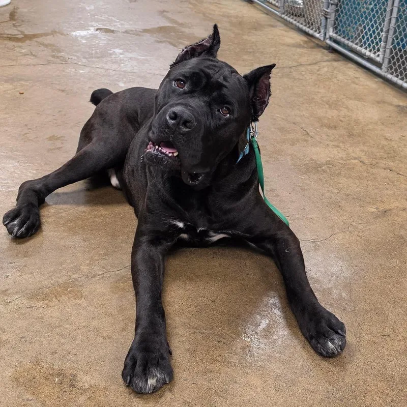 An adult extra large-sized male Black Cane Corso dog named T'Challa for adoption in Easton, PA