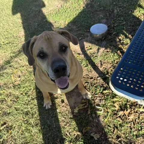 Horus Aka Samson thumbnail 2