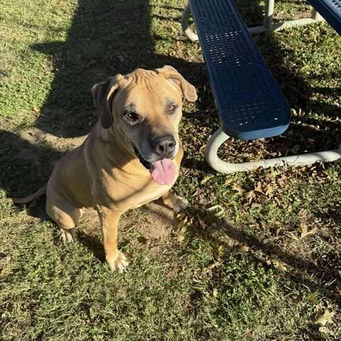 Horus Aka Samson thumbnail 3