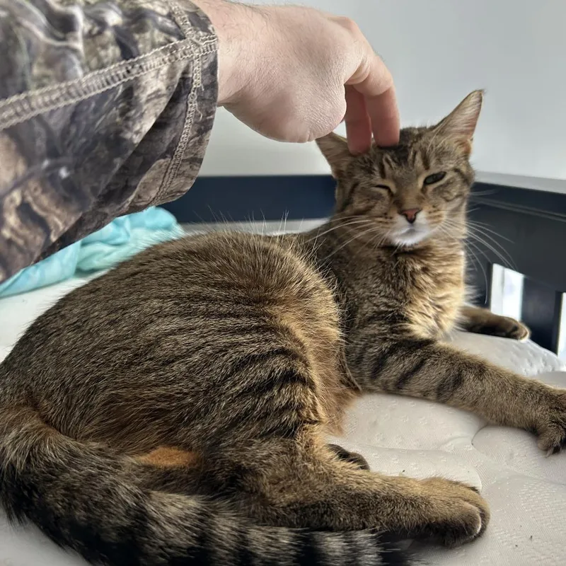 An adult medium-sized female Brown / Chocolate Domestic Short Hair cat named Mittens C for adoption in Princeton, MN