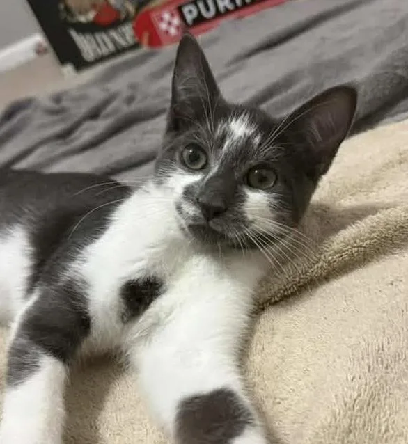 A baby medium-sized male Gray & White Domestic Short Hair cat named Dr Pepper for adoption in Breinigsville, PA
