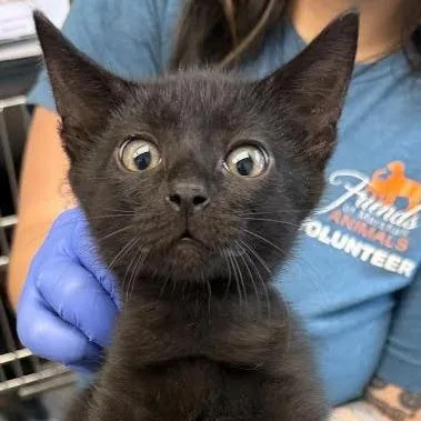 A baby small-sized male Black Domestic Short Hair cat named Potion for adoption in Marshall, TX