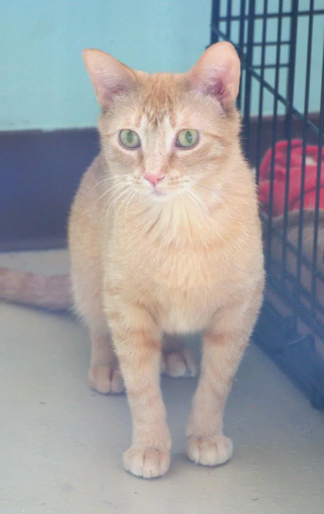 An adult small-sized female Domestic Short Hair cat named Thursday for adoption in Saint Paul, MN