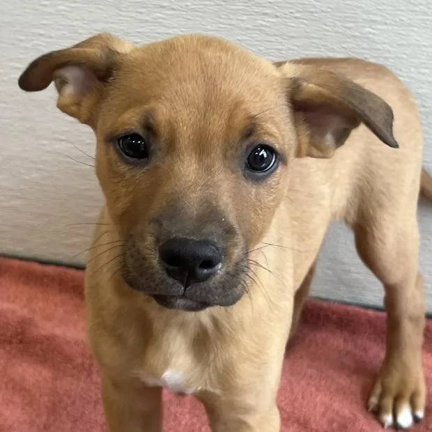A baby medium-sized male Yellow / Tan / Blond / Fawn Mixed Breed dog named Cortland for adoption in Las Cruces, NM