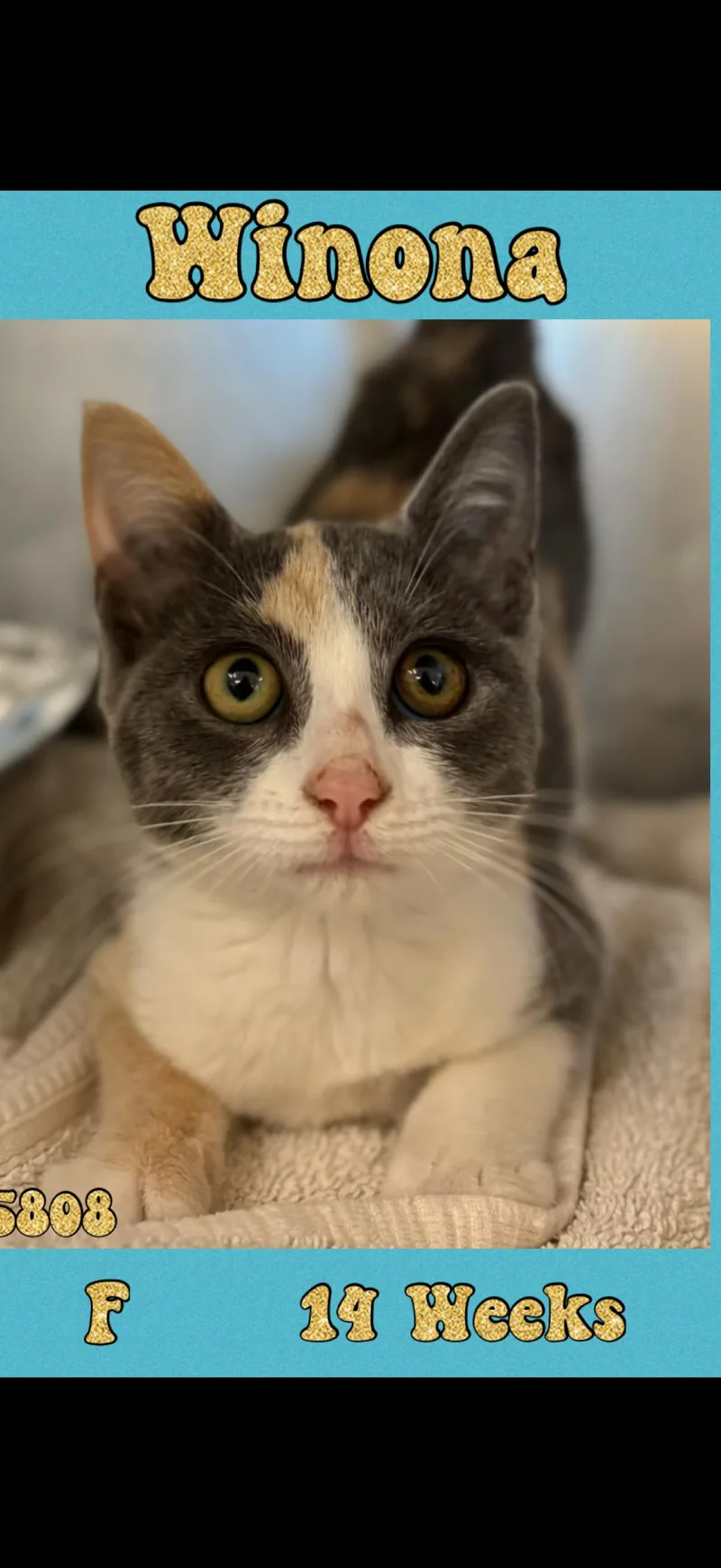 A young medium-sized female Dilute Calico American Shorthair cat named Wynona for adoption in Marvin, NC