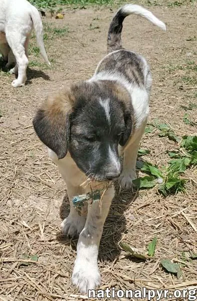 Cheddar In Ky  thumbnail 2