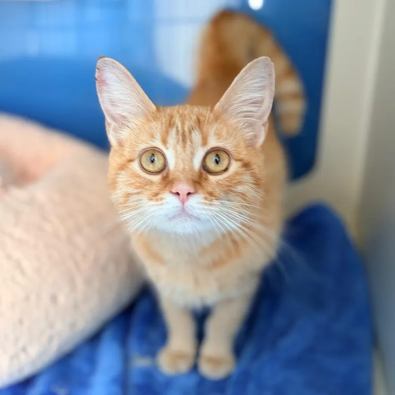 A young small-sized female Orange / Red Domestic Short Hair cat named Mimosa for adoption in Aldie, VA