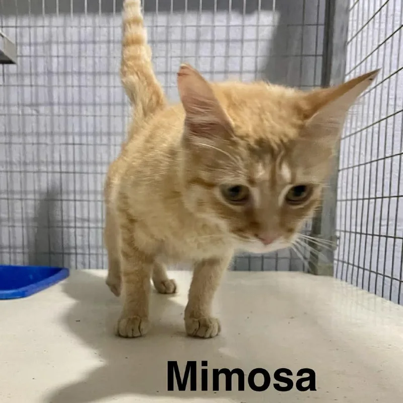 Mimosa thumbnail 2