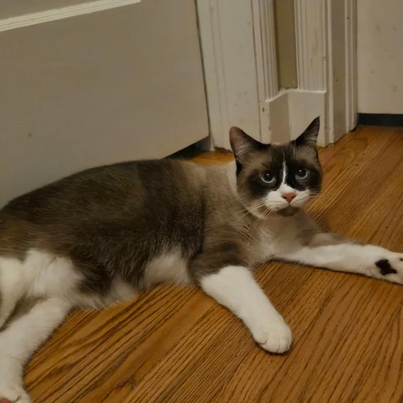 A young small-sized male Domestic Short Hair cat named Marco for adoption in Tulsa, OK
