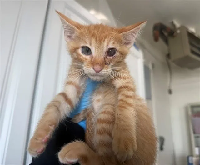 A baby small-sized male Domestic Short Hair cat named Lucas for adoption in San Bernardino, CA