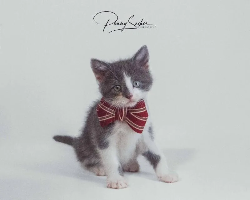 A baby medium-sized male Domestic Short Hair cat named Beignet for adoption in Belton, MO