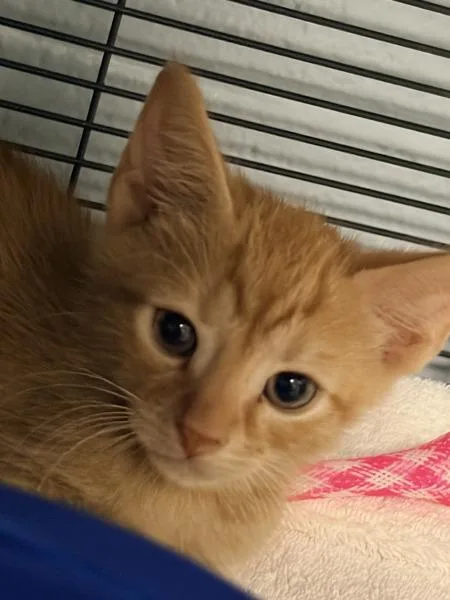 A baby small-sized male Domestic Short Hair cat named Announce for adoption in Millersville, MD