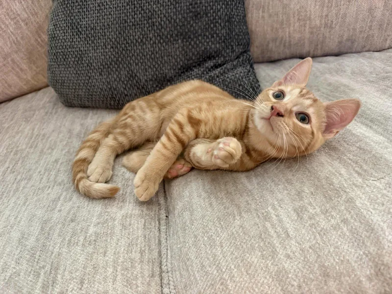 A baby medium-sized male Orange / Red Domestic Short Hair cat named Cheeto for adoption in Wesley Chapel, FL