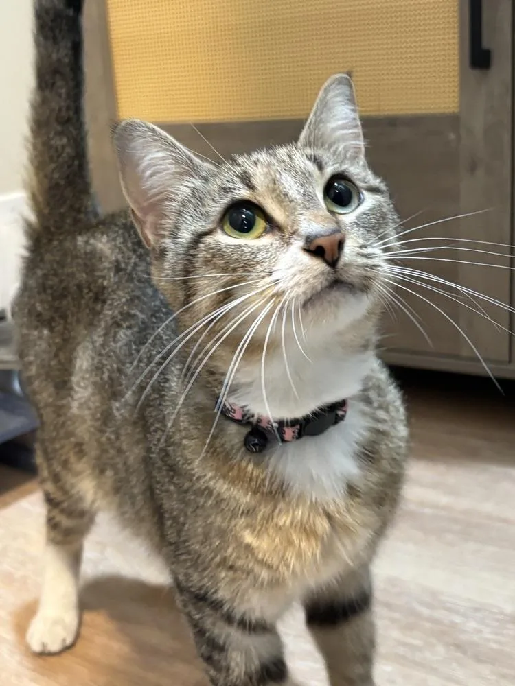 A young medium-sized female Tabby cat named Yo Yo Ma for adoption in Dallas, TX