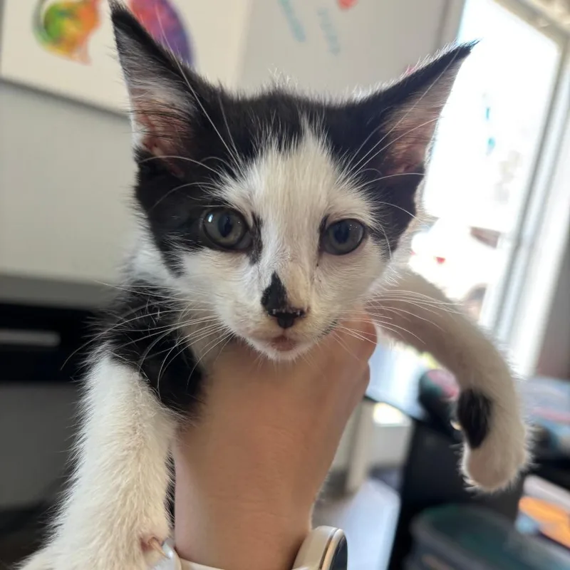 A baby small-sized male Black Domestic Short Hair cat named Jasper for adoption in Marion, VA
