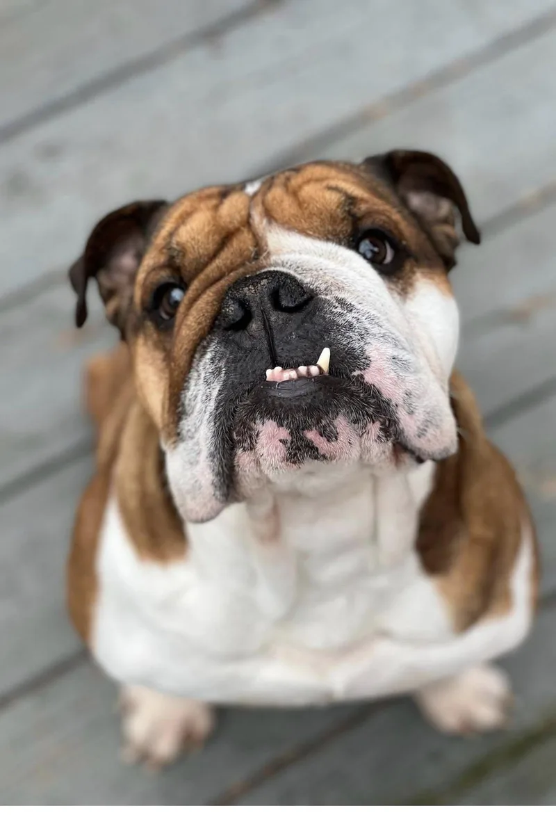 An adult medium-sized male English Bulldog dog named Taco for adoption in Belmar, NJ