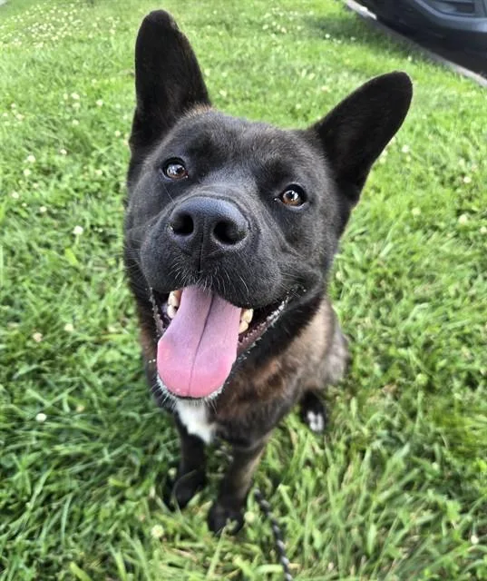 An adult large-sized male Akita dog named Kenji for adoption in Olivette, MO