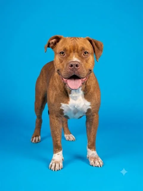 A young medium-sized female Mixed Breed dog named Iced Mocha for adoption in Jacksonville, FL
