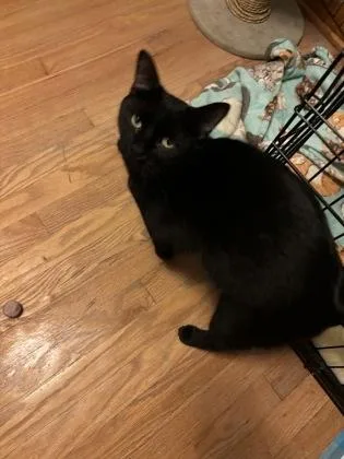 An adult medium-sized male Domestic Short Hair cat named Ted for adoption in Kansas City, MO