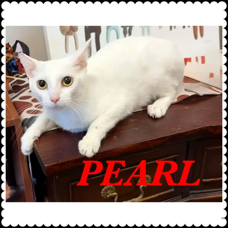 A young medium-sized female White American Shorthair cat named Pearl for adoption in Ashland, KY