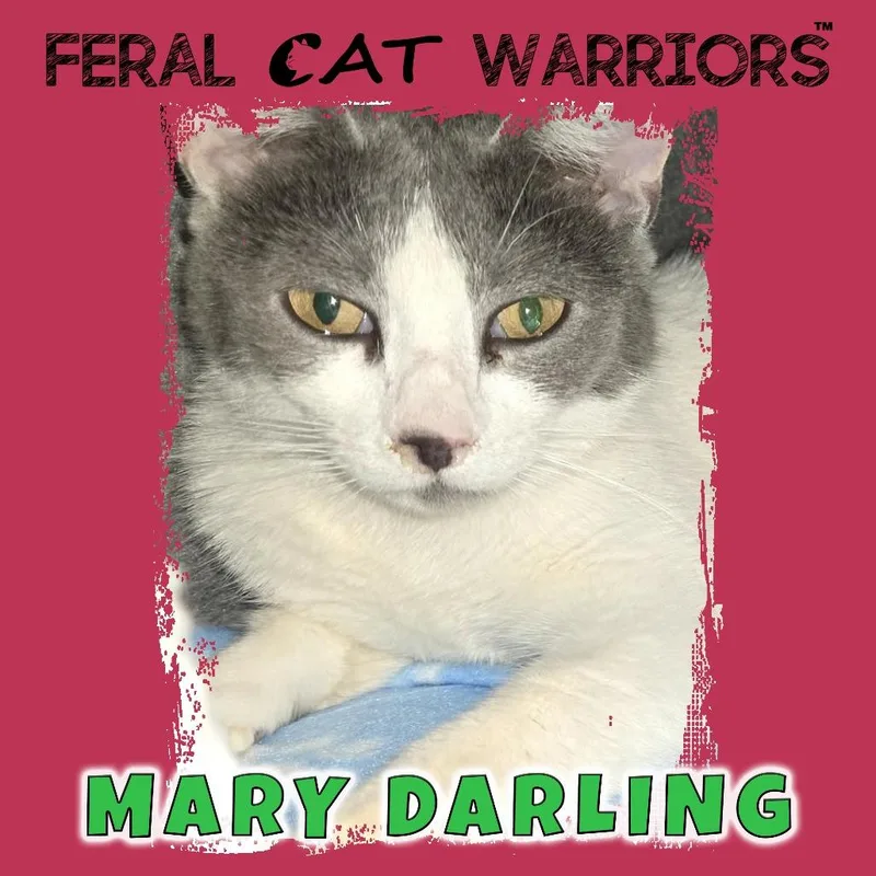 An adult medium-sized female White Domestic Short Hair cat named Mary Darling for adoption in Kingman, AZ