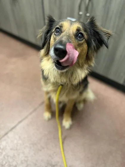 An adult medium-sized female Australian Shepherd dog named Savana Banana for adoption in Aberdeen, SD