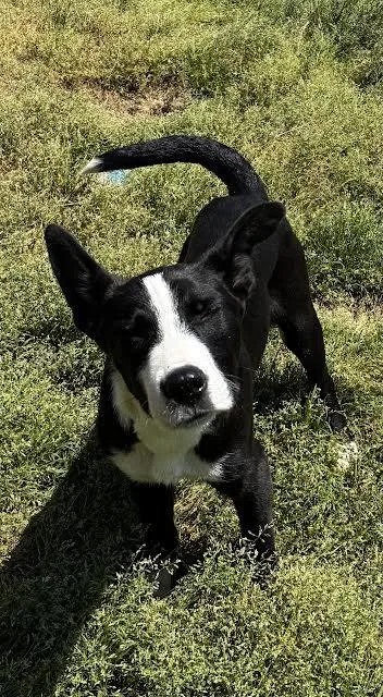 A young medium-sized male Feist dog named Snoopy for adoption in Rutledge, TN