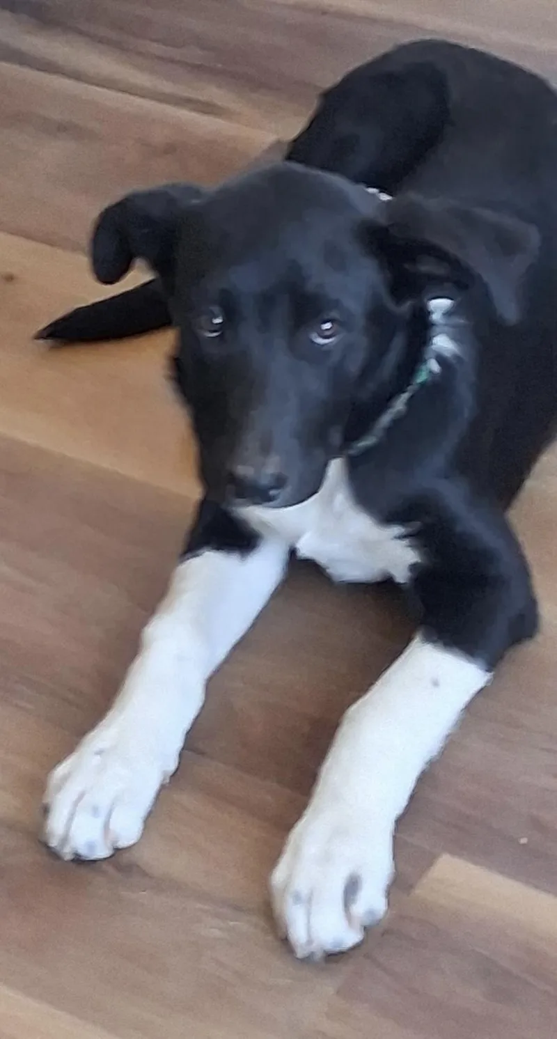 A baby medium-sized female Cattle Dog dog named Polly for adoption in Deming, NM