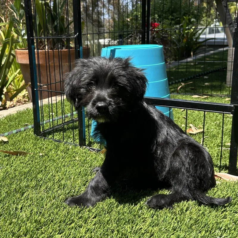 A baby small-sized female Schnoodle dog named Cove for adoption in San Diego, CA