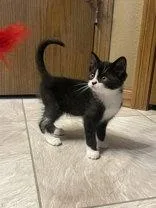 A young medium-sized female Black & White / Tuxedo Domestic Short Hair cat named Doodle for adoption in Manitowoc, WI