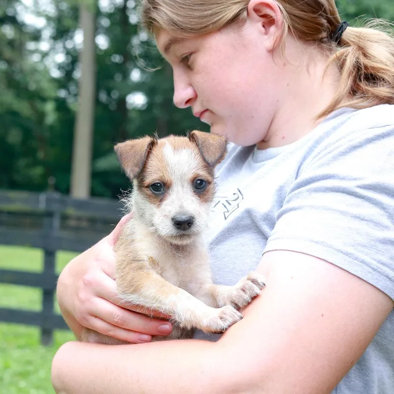 A baby small-sized male Yellow / Tan / Blond / Fawn Border Terrier dog named RyleeAvail for adoption in West Grove, PA
