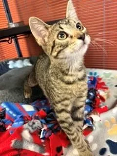 A baby medium-sized male Tabby (Brown / Chocolate) Domestic Short Hair cat named Buckwheat for adoption in Mason City, IA