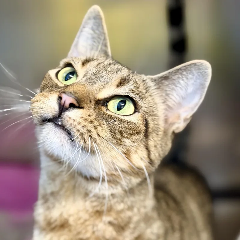 An adult medium-sized male Tabby (Brown / Chocolate) Domestic Short Hair cat named Jacob for adoption in Jackson, NJ