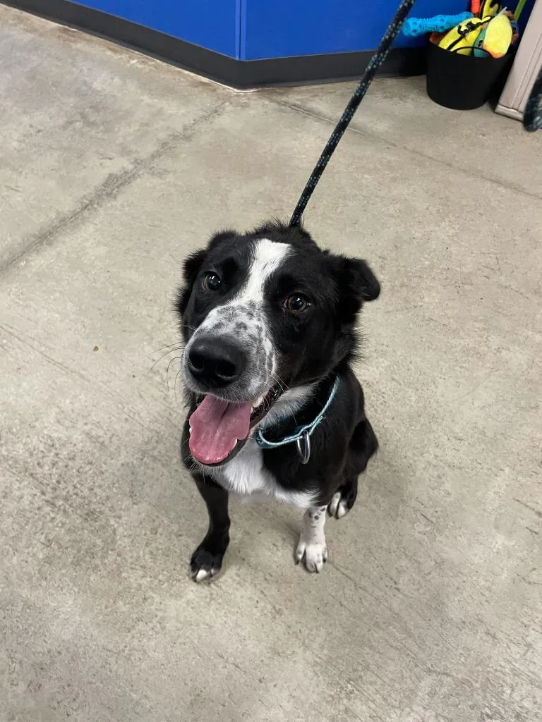 A young medium-sized male Mixed Breed dog named Archie for adoption in Minot, ND