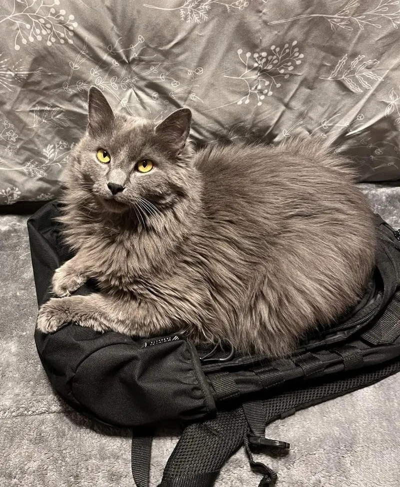 An adult medium-sized male Gray / Blue / Silver Domestic Long Hair cat named Miles for adoption in Seven Valleys, PA