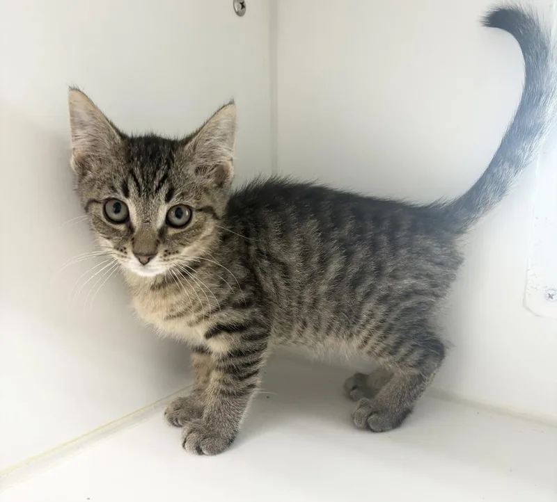 A baby small-sized male Brown / Chocolate Domestic Short Hair cat named Tiger for adoption in Rochester, IN