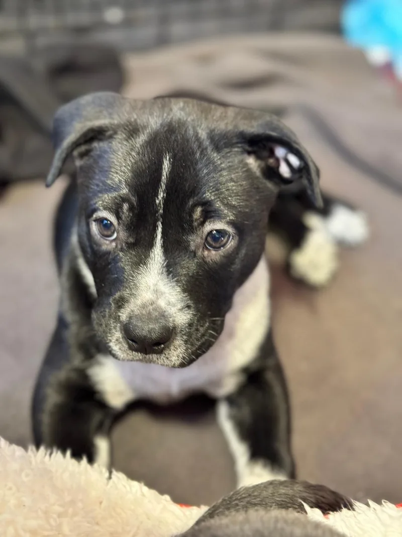A baby medium-sized male Black Staffordshire Bull Terrier dog named Barton for adoption in Pflugerville, TX