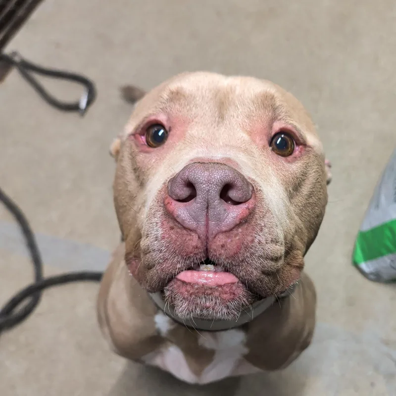 An adult medium-sized male Pit Bull Terrier dog named Micky for adoption in North Grosvenordale, CT