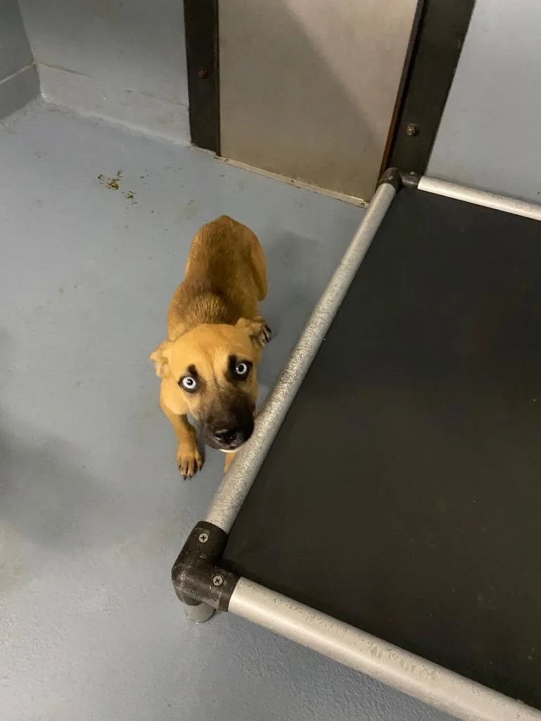 A baby medium-sized female Mixed Breed dog named Frida for adoption in Cartersville , GA
