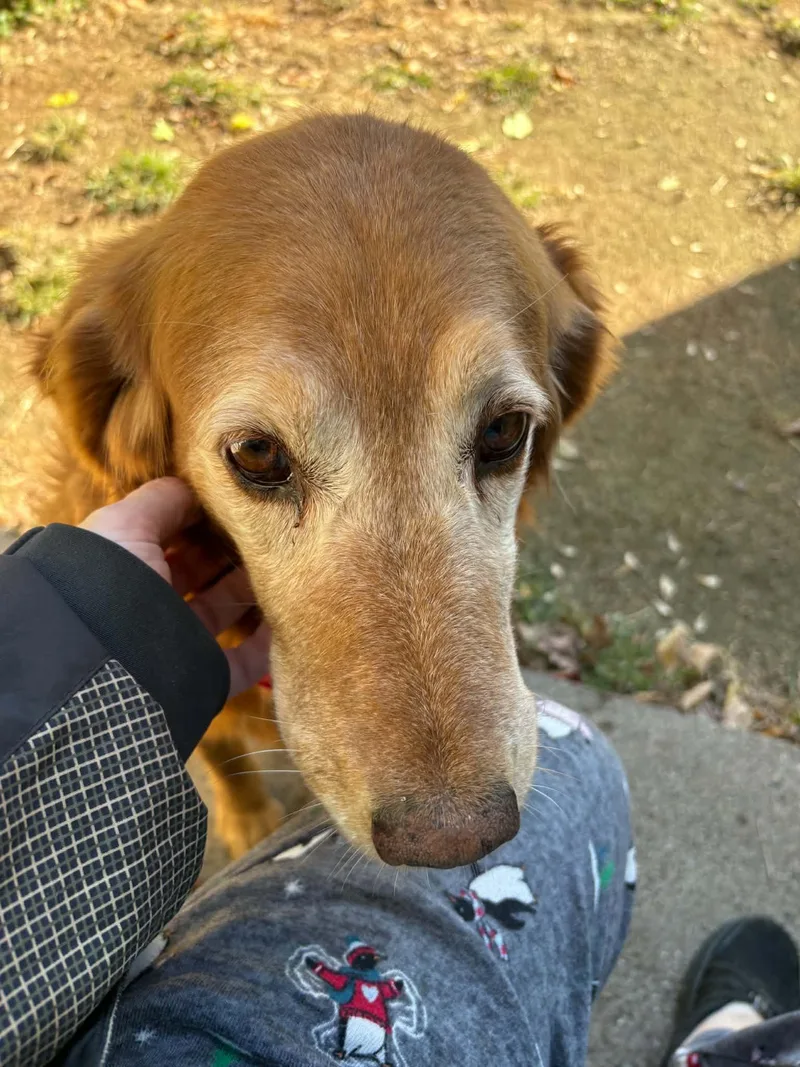 A senior large-sized female Golden Retriever dog named Aurora for adoption in Havertown, PA