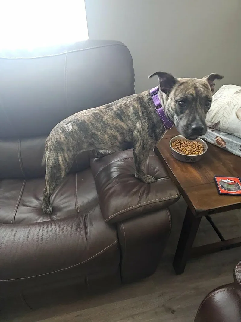 A young medium-sized female Brindle Pit Bull Terrier dog named Coffee for adoption in Gainesville, GA