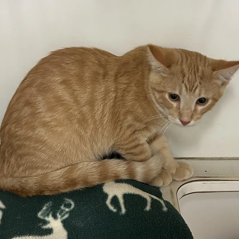 A young medium-sized male Orange & White Domestic Short Hair cat named Loafer for adoption in Mason City, IA