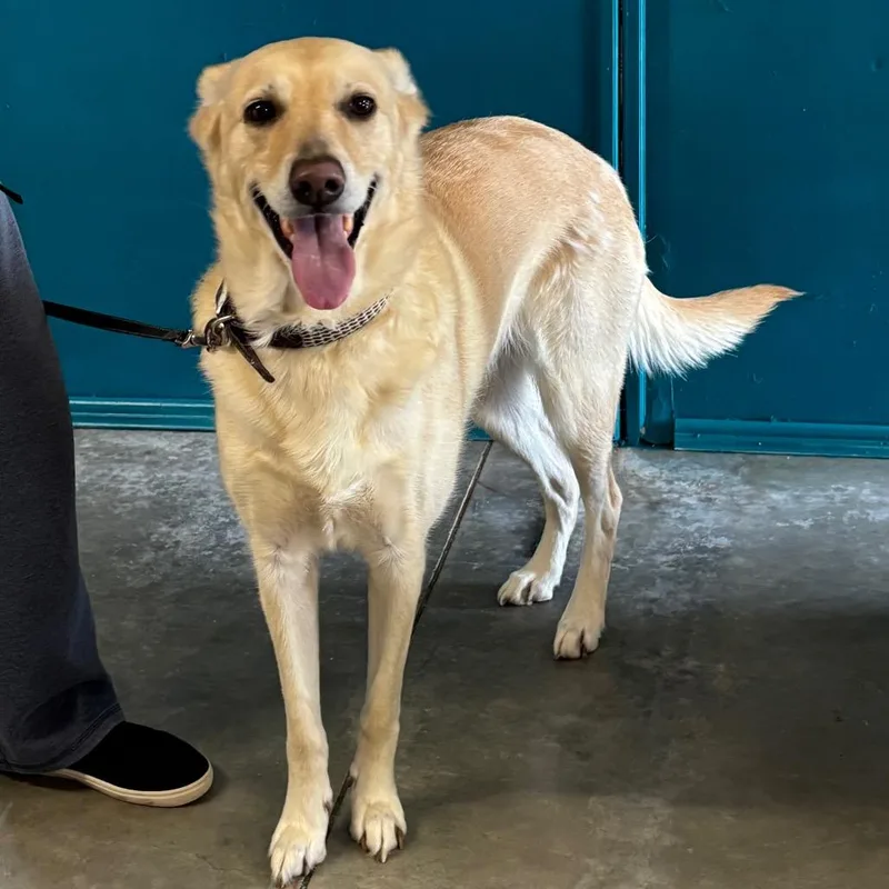 An adult medium-sized female Yellow / Tan / Blond / Fawn Shepherd dog named Stella Reye for adoption in Brookfield, MO