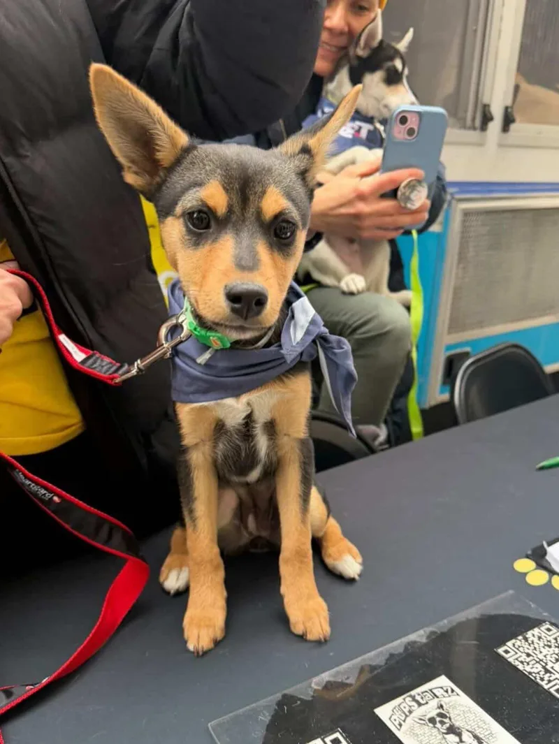 A baby medium-sized female Rat Terrier dog named Baptista for adoption in New York, NY