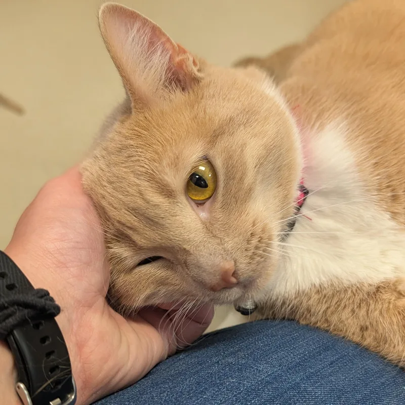 A young medium-sized female Tabby (Buff / Tan / Fawn) Domestic Short Hair cat named Carrot Mae  Reduced for adoption in Jefferson, WI