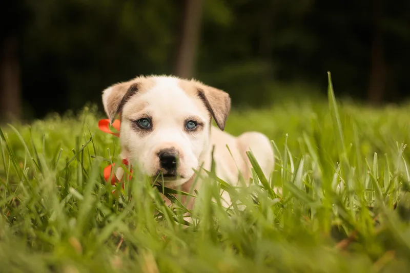 A baby medium-sized male White / Cream Mixed Breed dog named Murry Transport for adoption in Gradyville, KY